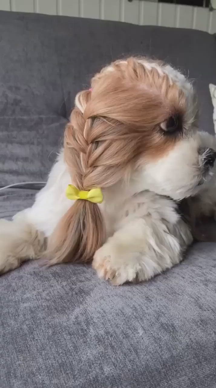 This may contain: a small dog laying on top of a couch with a yellow ribbon around it's neck