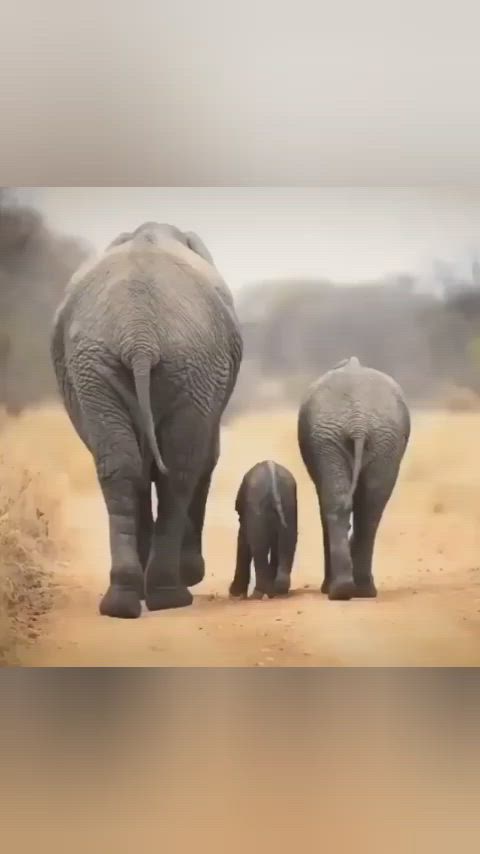 This may contain: an adult elephant and two baby elephants walking down a dirt road in front of the camera