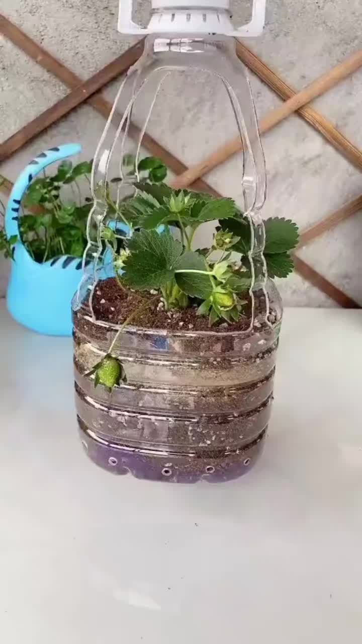 This may contain: a potted plant sitting on top of a white table