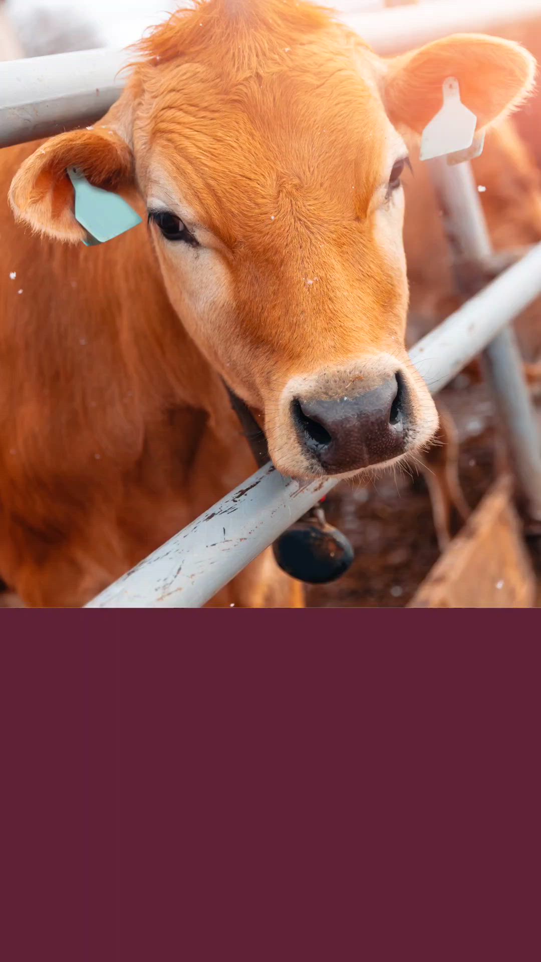 This may contain: a brown cow standing next to a metal fence