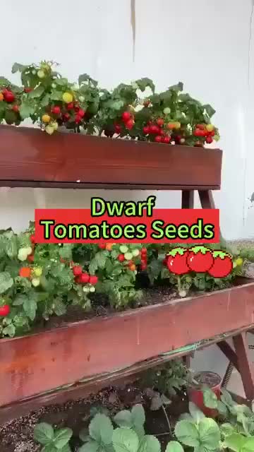 This contains: Dwarf Tomatos Seeds