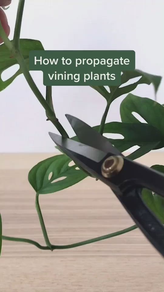 This may contain: a pair of scissors cutting through leaves with text overlay that reads how to propagate vinyl plants