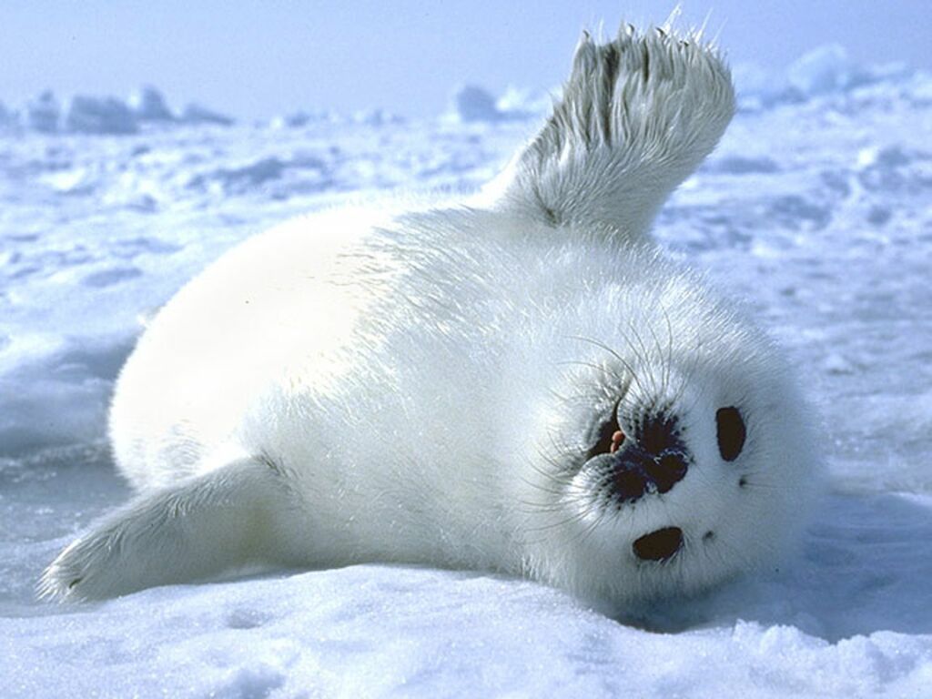 Cute Baby Seal