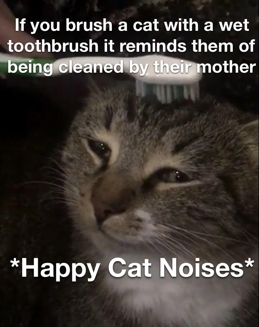 Happy cat noises : r/memes