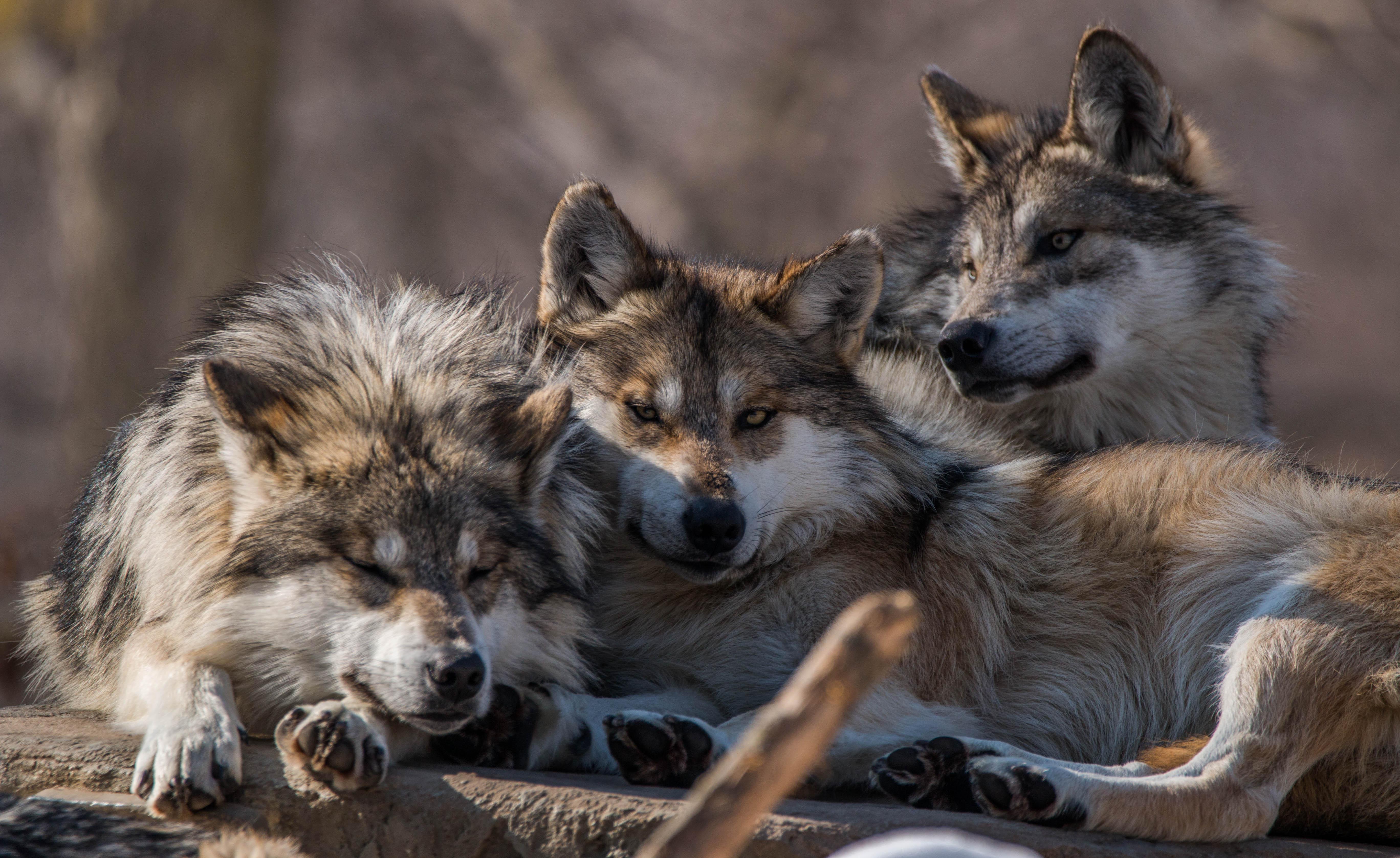 Wolves that cuddle together, stay together [OC] From a couple years ago ...