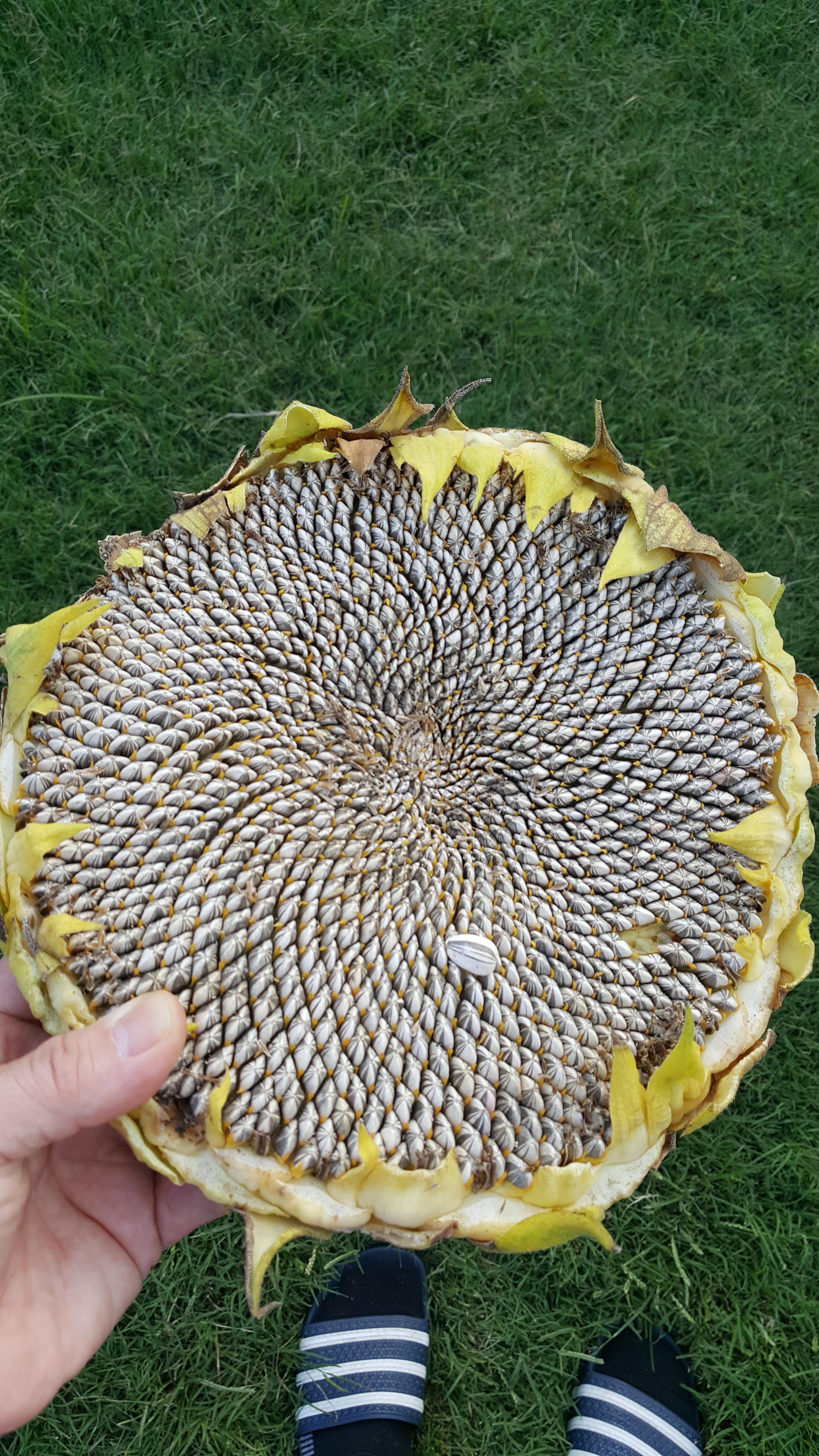 How To Harvest Sunflower Seeds From Garden Sunflowers - Reverasite