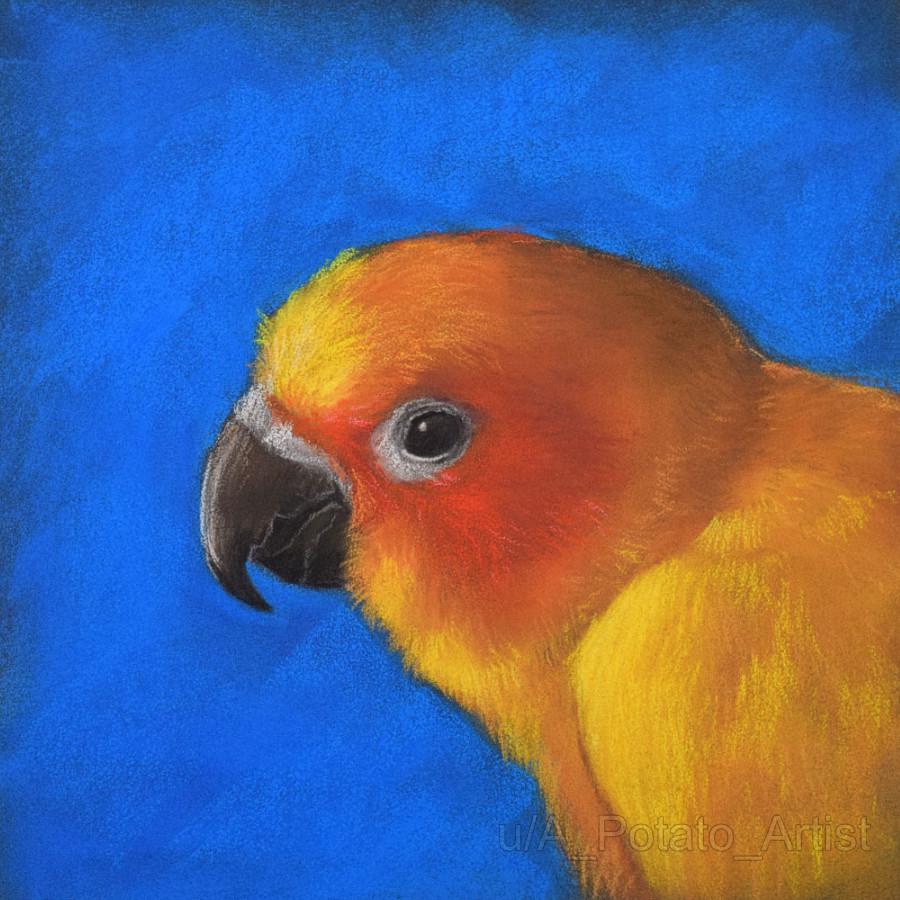 First time drawing a Sun Conure. Orange is my favorite color :) : r/parrots