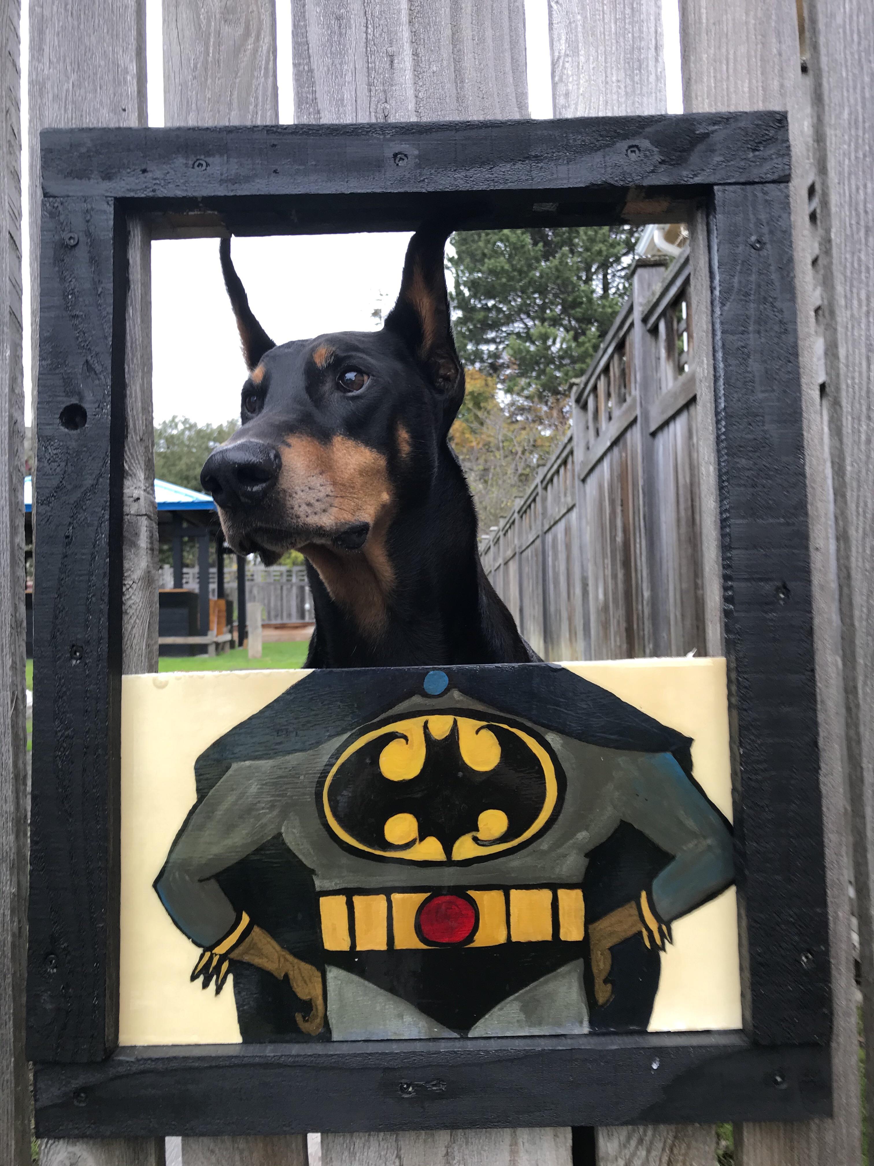 Batdog, keeping the city free from crime. : r/Doberman