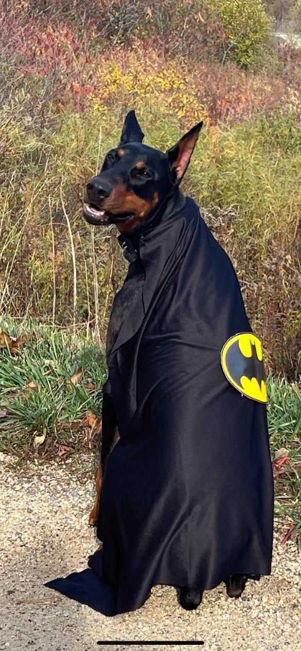 Happy Halloween : r/DobermanPinscher