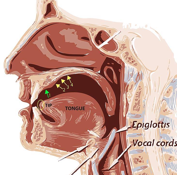 Where should the tongue tip rest? Which #? : r/orthotropics