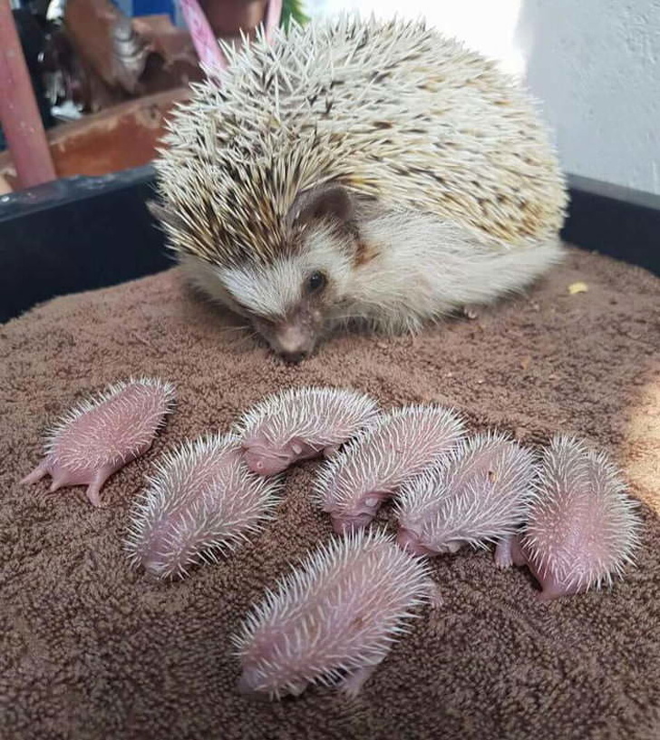 Hedgehog With Its Newborn Babies Eyebleach