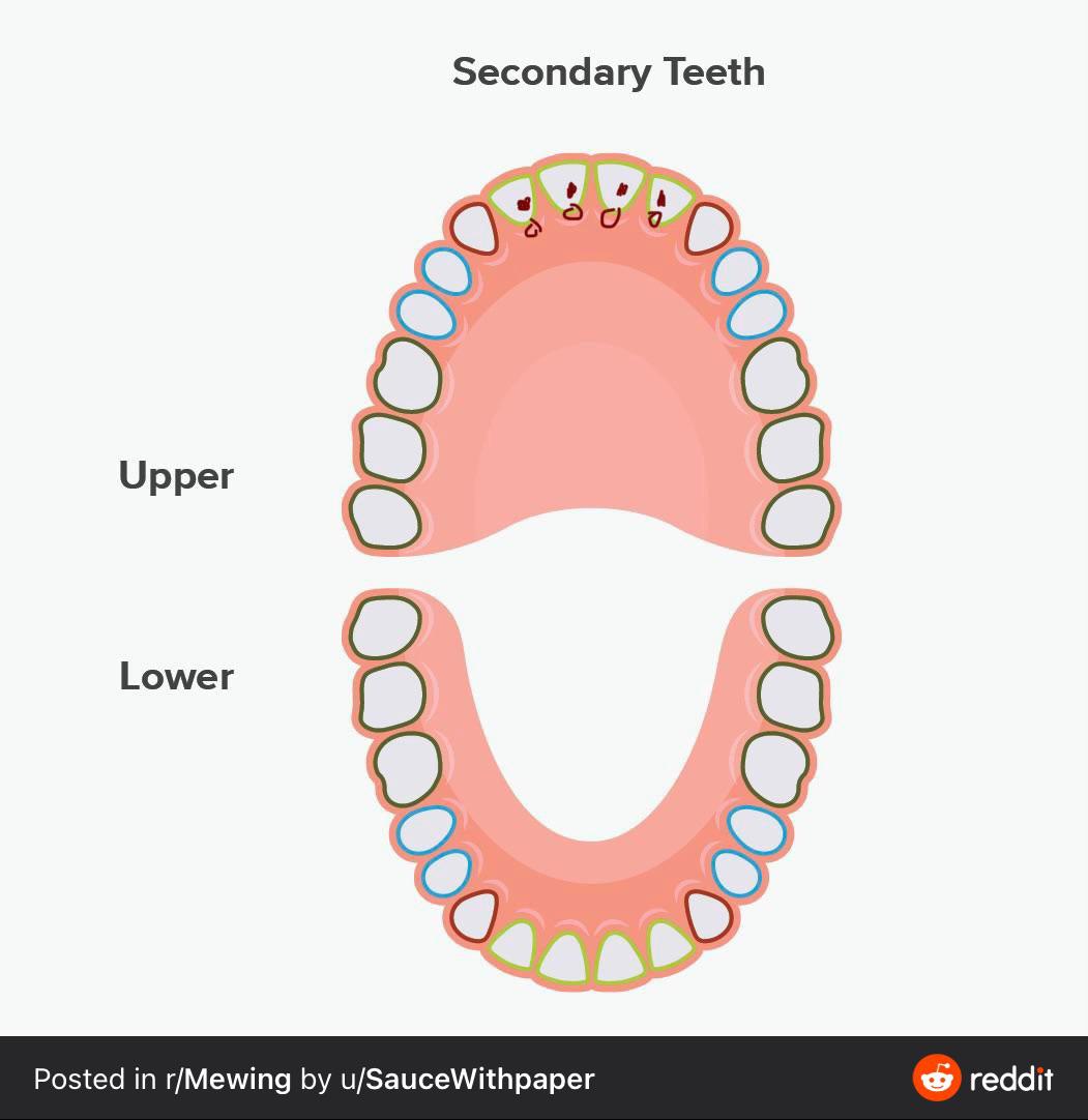 alright about the teeth place ment i think in if we put our teeth ...