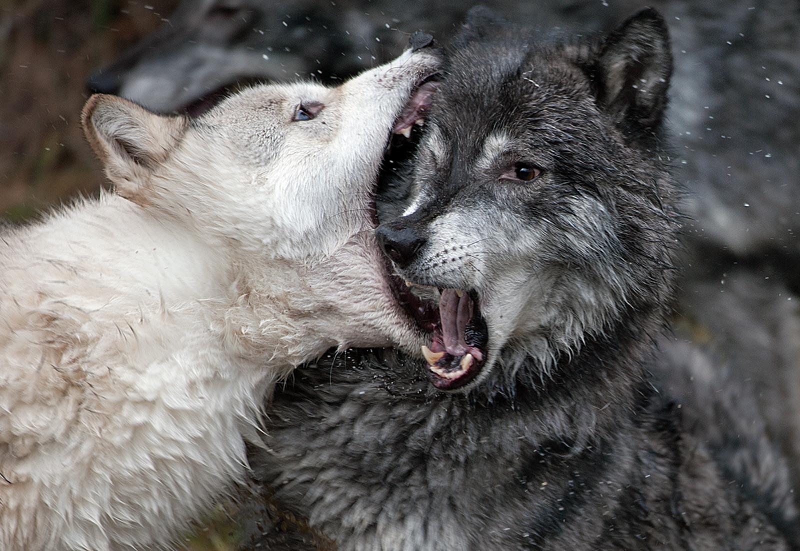 Wolf Fighting Wolf