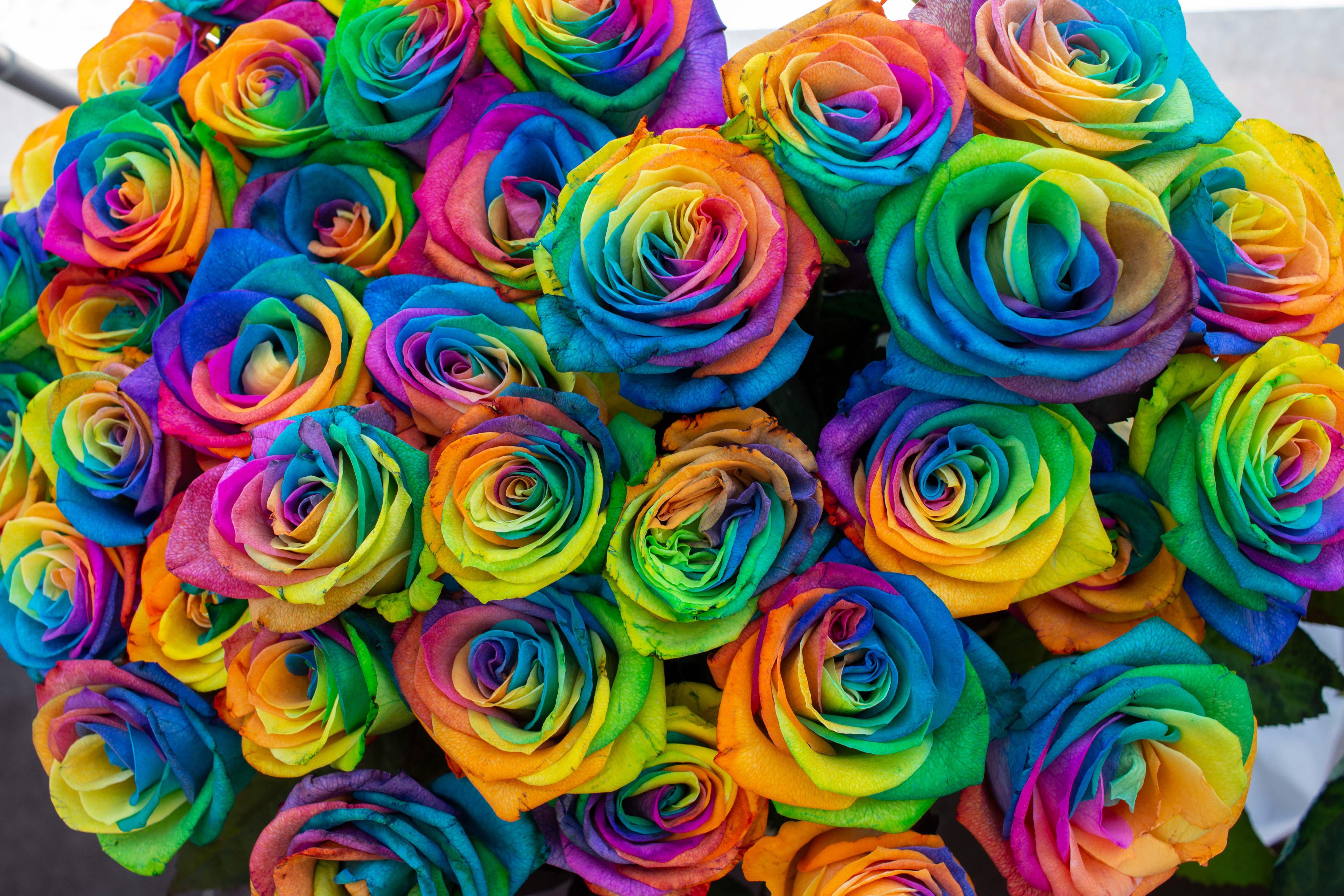 Real Rainbow Rose Garden