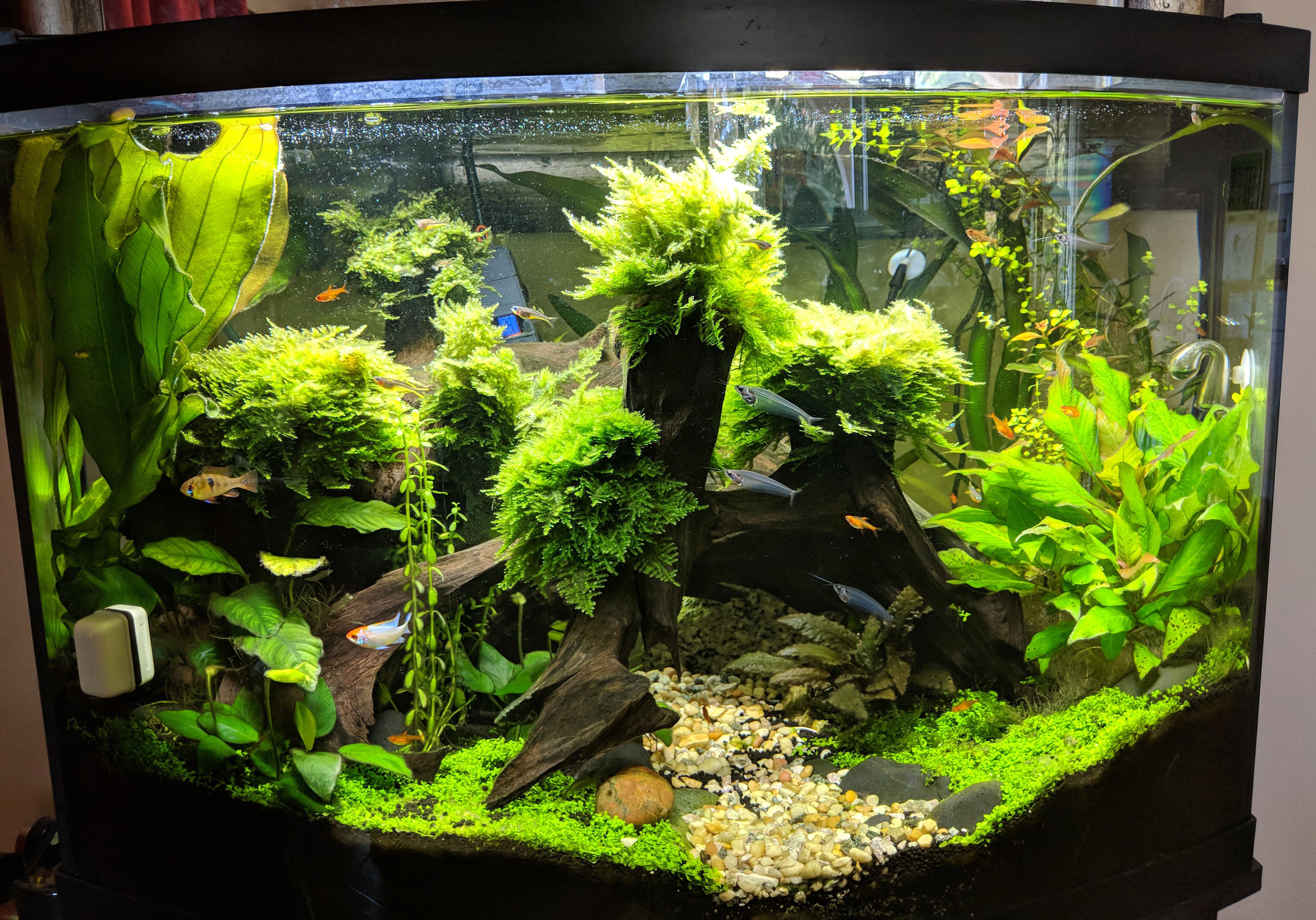 My driftwood cave tank FTS: Six months in. : PlantedTank