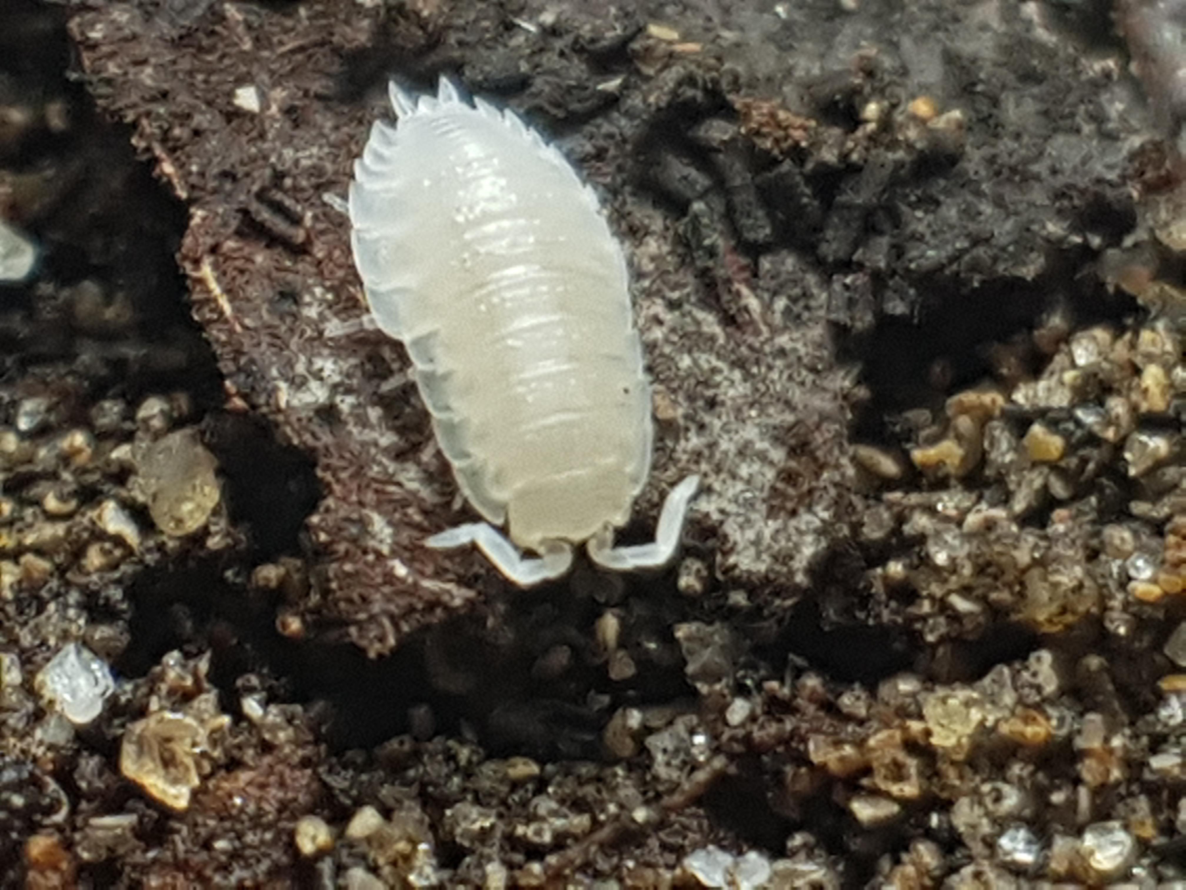 P. scaber, completely white with white eyes. Not sure why all my wild ...