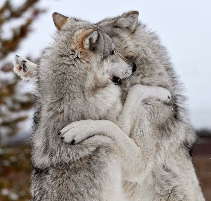 Two wolves being... wolves. : r/Eyebleach