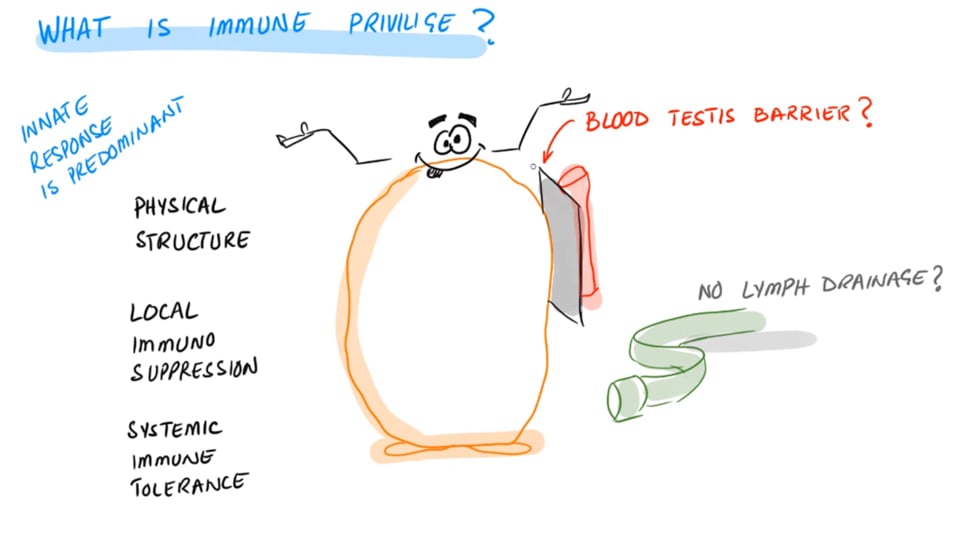 Covid-19- Testicular Damage and Infertility 