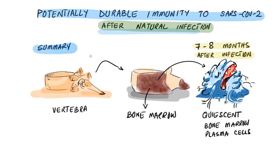 Lifelong Protection After COVID Infection (Study)