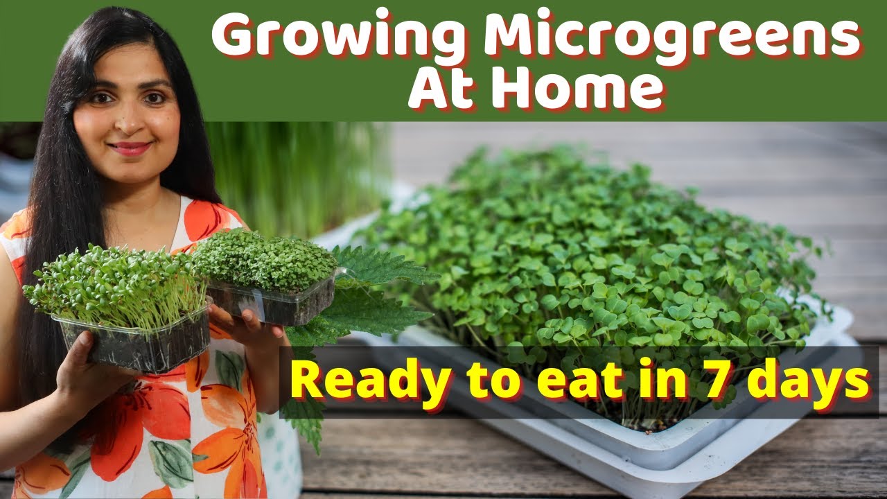 GROW MICROGREENS IN KITCHEN / Highly Nutritious Microgreens In Just 7 Days /Samyuktha Diaries