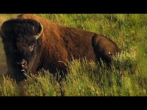 How 60 Million Bison Became 1,000 In A Century