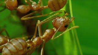 How Ants Are Used For Agriculture in Thailand | BBC Earth