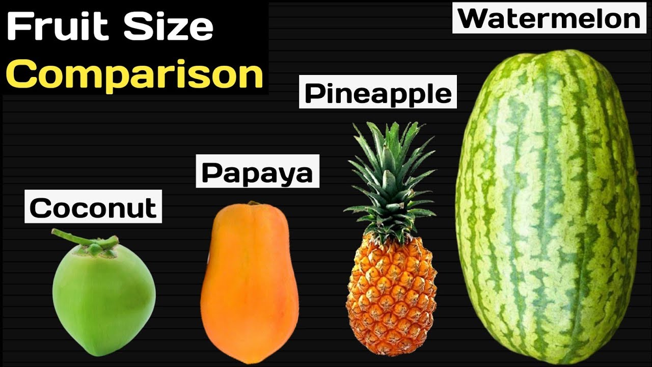 Fruit size comparison | The biggest fruit on the planet | Fruit name ...