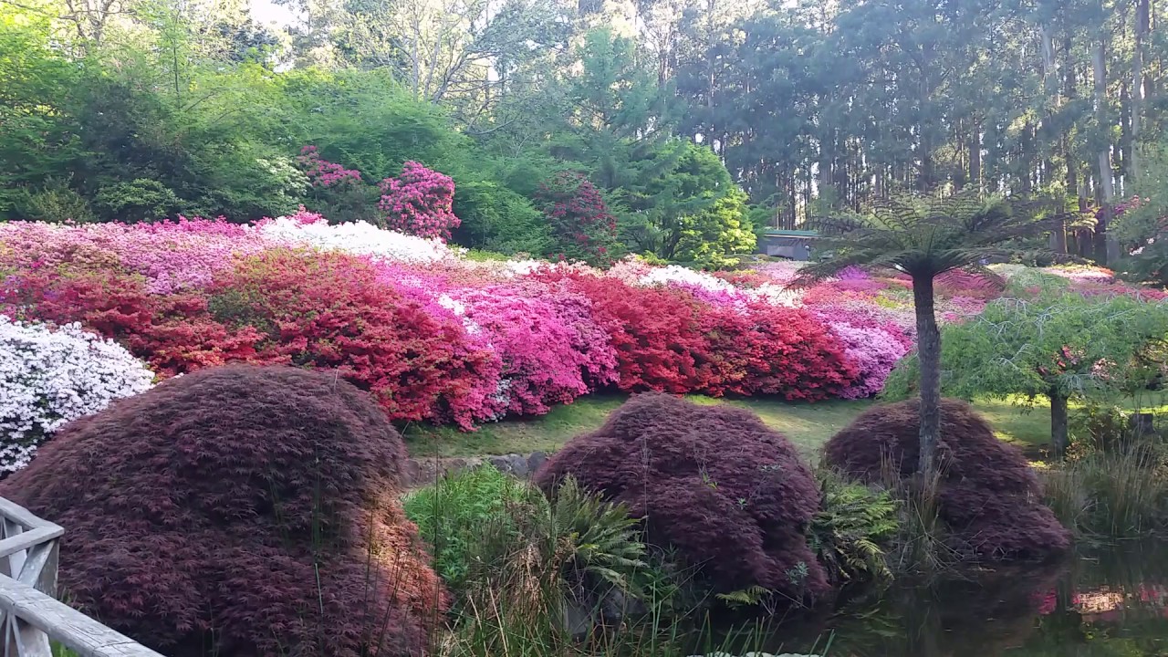 The beautiful Rhododendron garden at Dandenong, Melbourne - YouTube