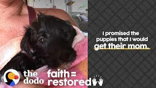 Woman Is Determined To Reunite Stray Dog With Her Puppies | The Dodo Faith = Restored