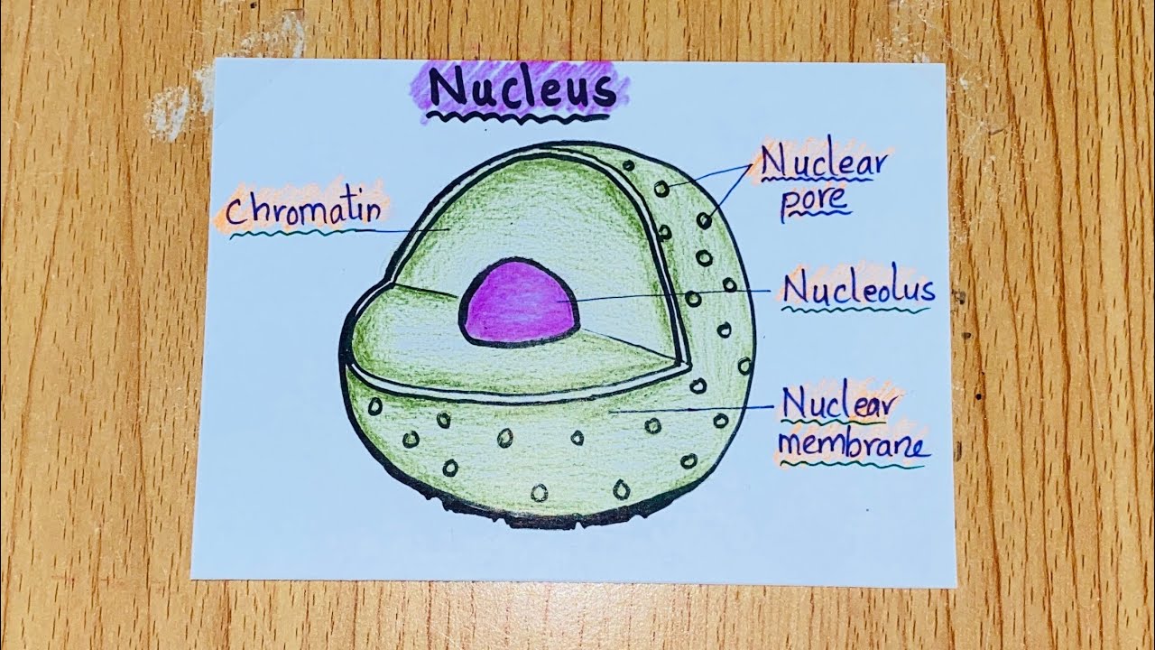 Nucleus Easy Drawing | Easy.rjuuc.edu.np