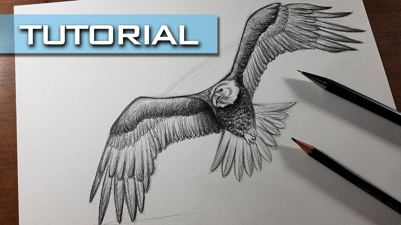 Aprende a Dibujar esta Águila Semi Realista en 1 hora - YouTube