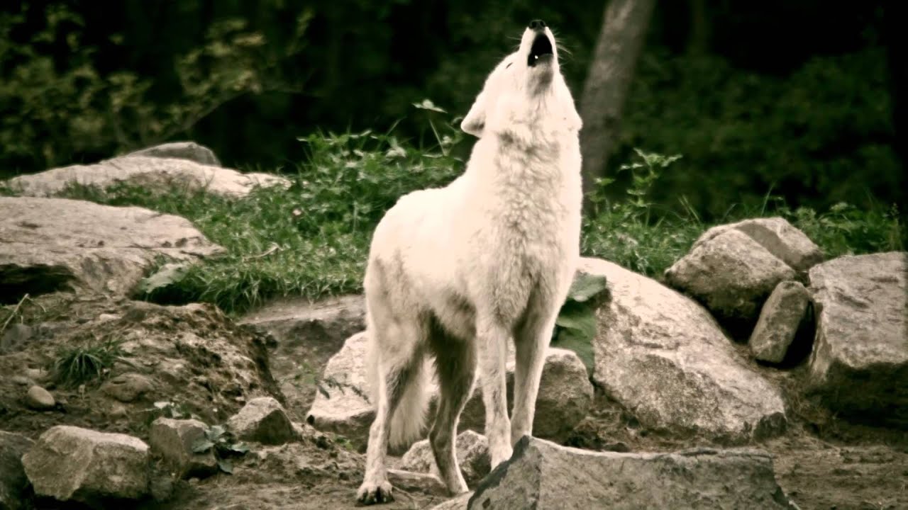 Howling White Wolf