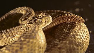 Rattlesnake Tail In Slow Motion - BBC Earth