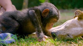 Puppies and Baby Chimpanzees Make The Cutest Friends | BBC Earth