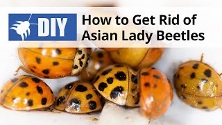 How to Get Rid of Asian Lady Beetles