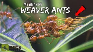 My Amazing WEAVER ANTS | The Coolest Ants You Ever Did See