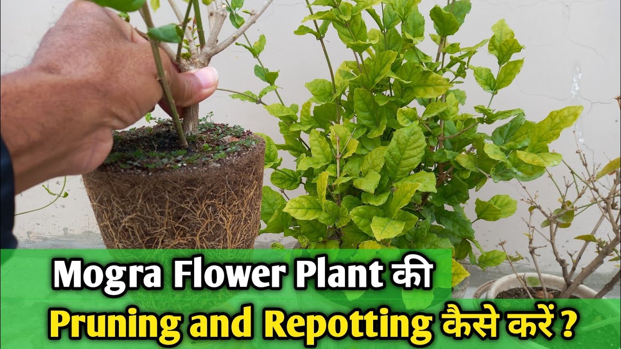 Mogra flower plant की Repotting and Pruning कैसे करें ...