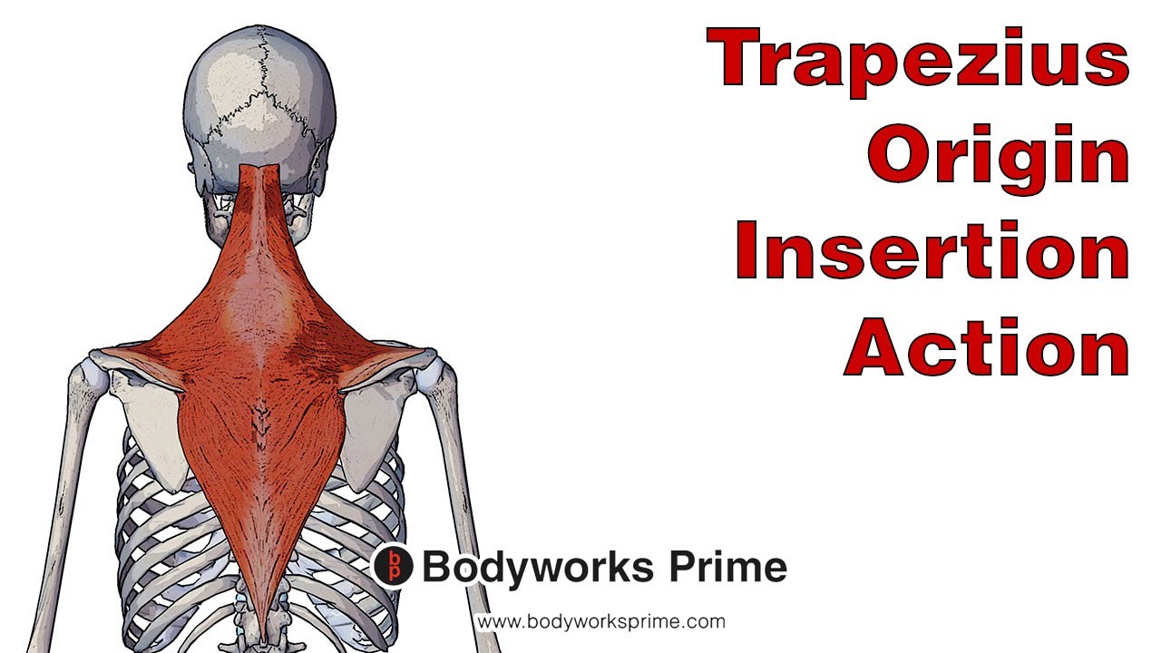 Trapezius Muscle Origin And Insertion