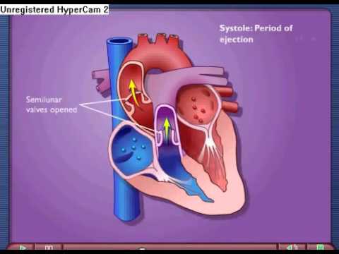 Cardiac Cycle Systole Diastole - YouTube