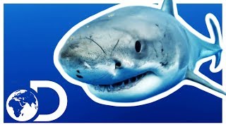 Incredible Facts About The Great White Shark! | Discovery UK