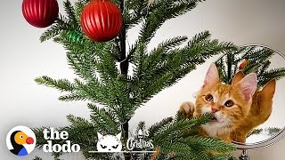 Cutest Little Kitten Decides To Take Down Christmas Decorations | The Dodo