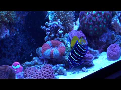 Common Saltwater Fish Disease – Lymphocystis – HPD can help get rid of ...