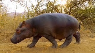 Two Orphan Hippos Are Hand Raised | BBC Earth