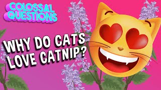 Why Do Cats Love Catnip? | COLOSSAL QUESTIONS