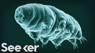 What Tardigrades Can Teach Us About Life in the Rainforest