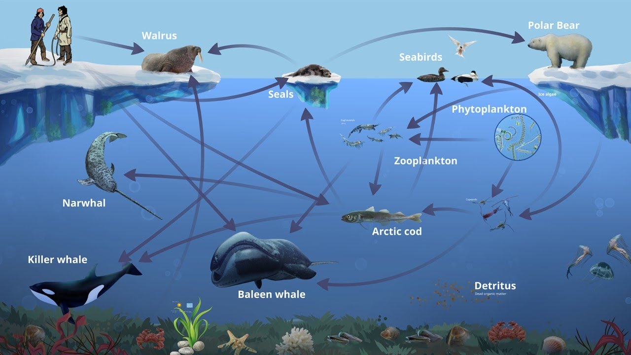 Arctic Marine Food-webs - YouTube