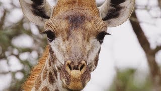 Giraffe's Blue Tongues | Wild Lands: South Africa | BBC Earth