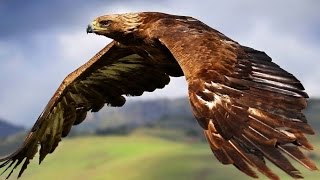 Águila ataca una cabra - YouTube