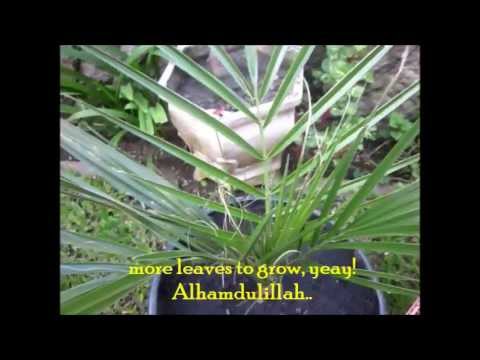 Date Palm Tree (11 months old update) - YouTube