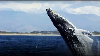 The Future Of The Oceans - Blue Planet II